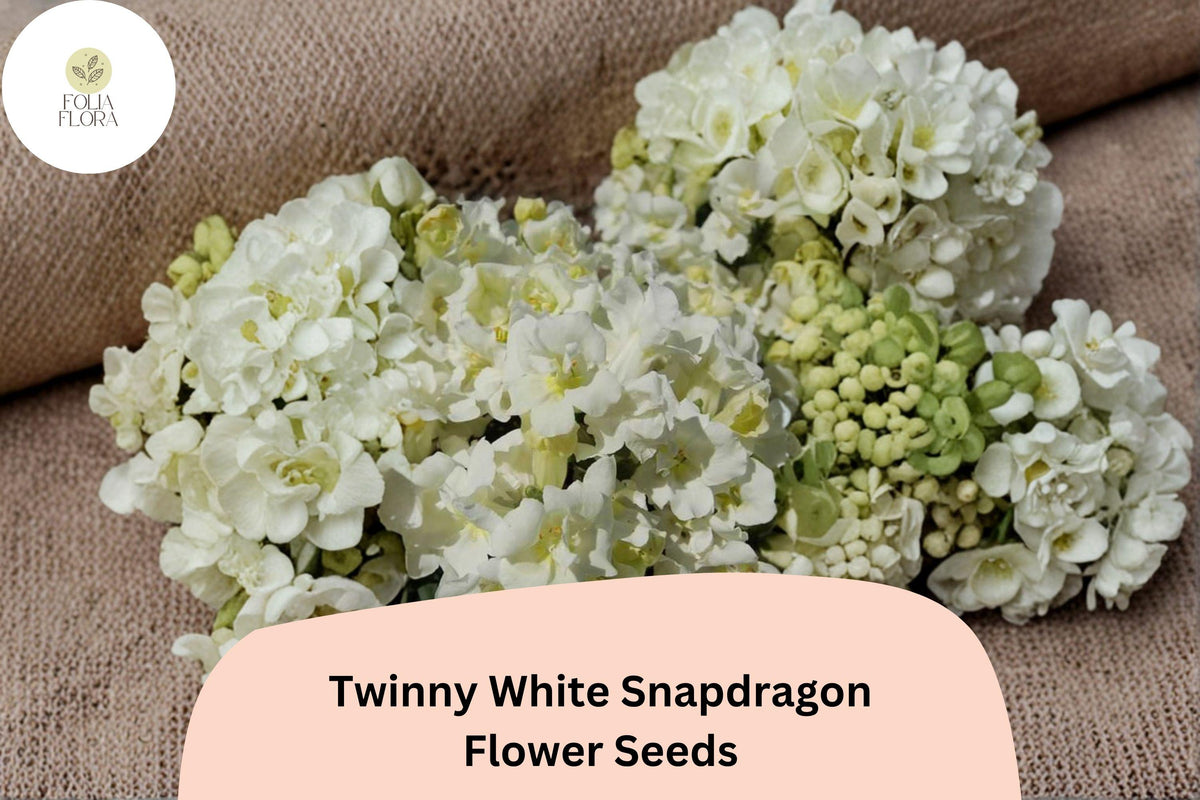 1000 Twinny White Snapdragon Seeds – Double Pure White Blooms for Borders & Pots