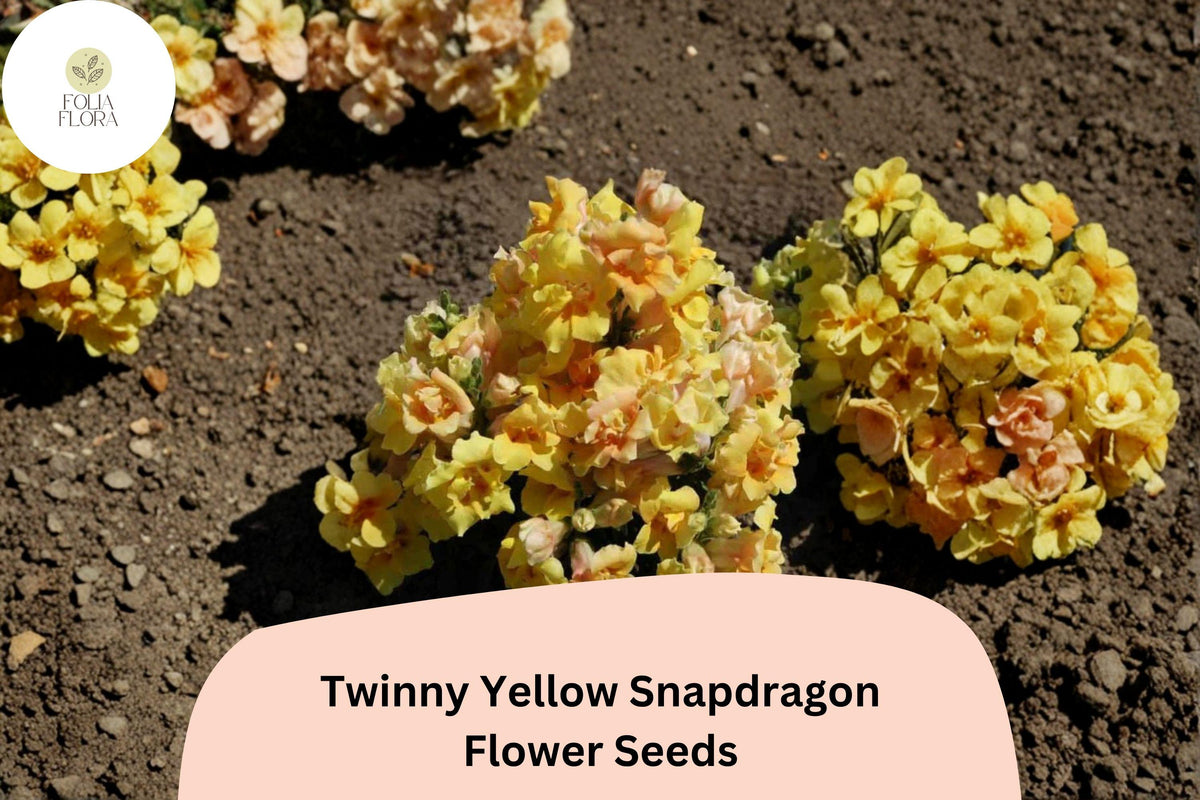 1000 Twinny Yellow Shades Snapdragon Seeds – Double Yellow Blooms for Beds & Borders