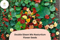 50 Double Gleam Mix Nasturtium Seeds | Tropaeolum majus Double Blooms