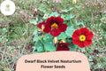 50 Dwarf Black Velvet Nasturtium Seeds | Tropaeolum majus | Deep Burgundy-Red Blooms