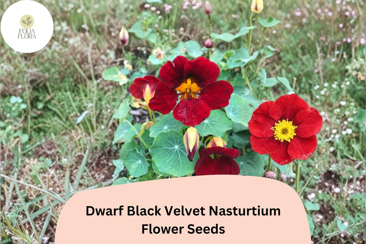 50 Dwarf Black Velvet Nasturtium Seeds | Tropaeolum majus | Deep Burgundy-Red Blooms