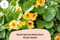 50 Dwarf Apricot Nasturtium Seeds | Tropaeolum majus | Soft Peach-Orange Blooms