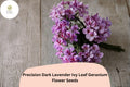 Trailing Geranium Seeds – Dark Lavender Ivy Leaf (25 Seeds)