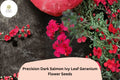 25 Dark Salmon Geranium Seeds – Ivy Leaf Trailing Blooms for Hanging Baskets