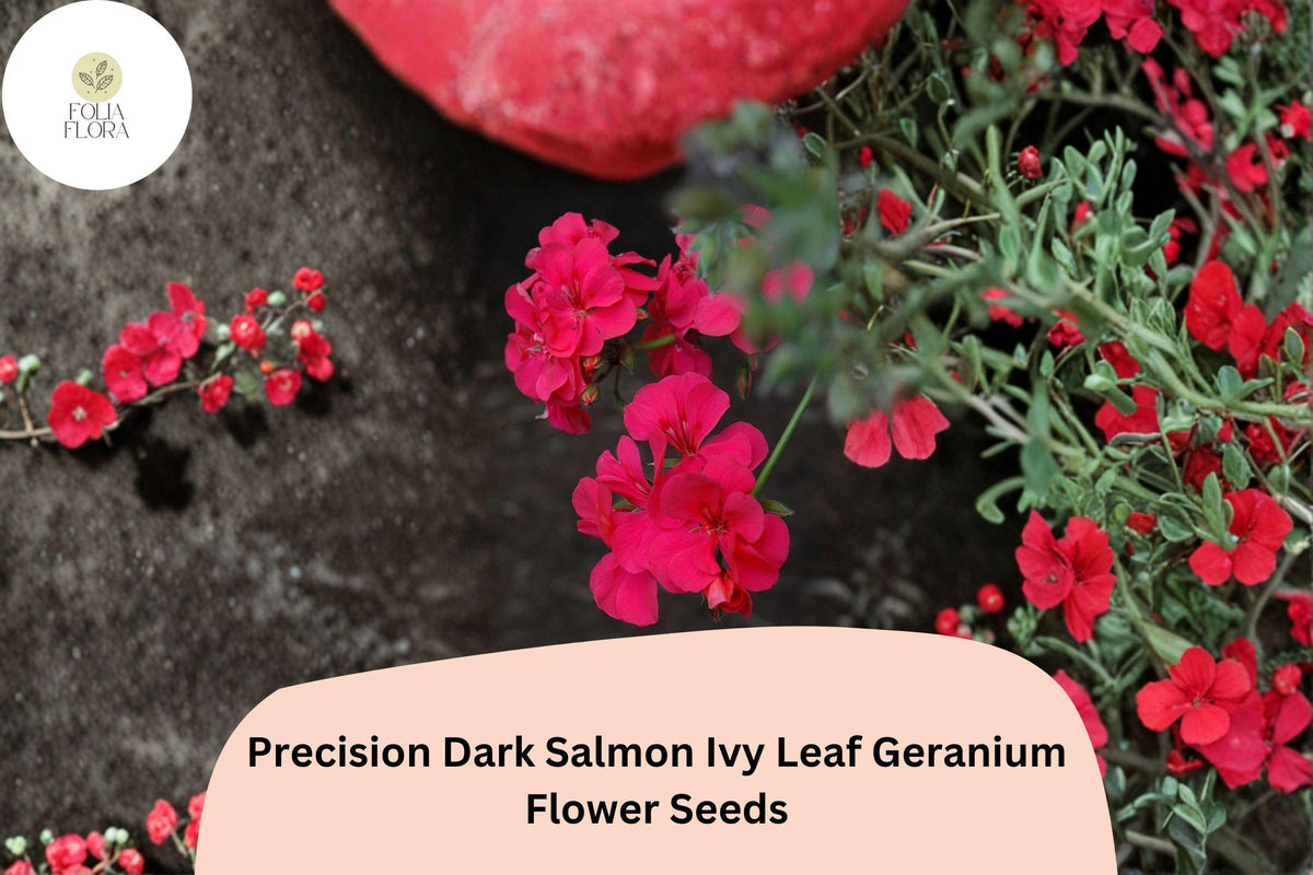 25 Dark Salmon Geranium Seeds – Ivy Leaf Trailing Blooms for Hanging Baskets