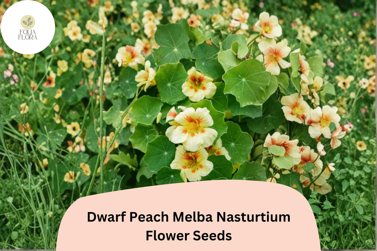 50 Dwarf Peach Melba Nasturtium Seeds | Tropaeolum majus Cream & Red Blooms
