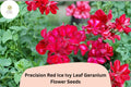 25 Red Ice Geranium Seeds - Trailing Red & White Flowers for Hanging Baskets
