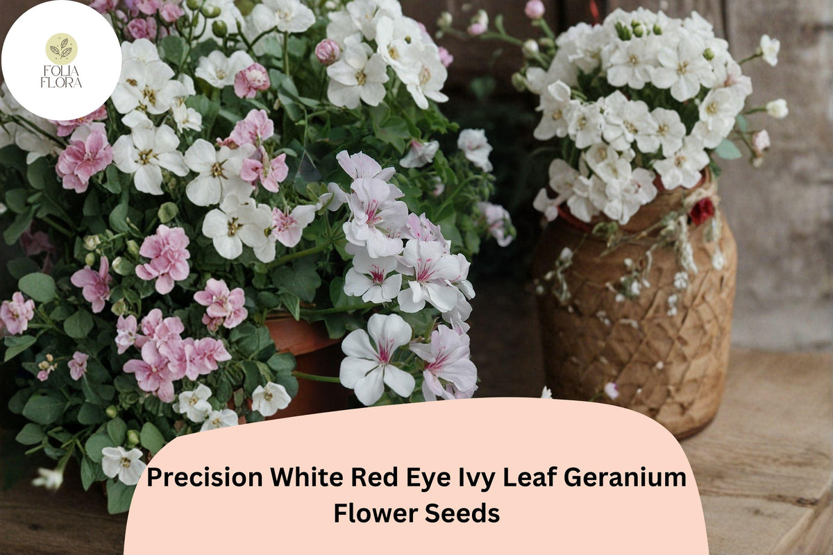 25 White Red Eye Geranium Seeds - Bicolor Ivy Leaf Hanging Basket Flower