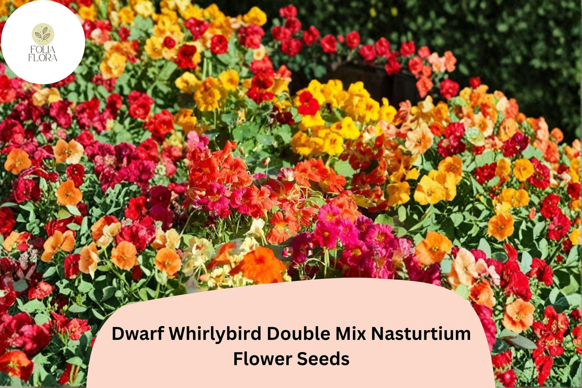 50 Dwarf Whirlybird Double Mix Nasturtium Seeds | Tropaeolum majus