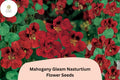 50 Mahogany Gleam Nasturtium Seeds | Tropaeolum majus Deep Mahogany-Red Blooms