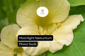 50 Moonlight Nasturtium Seeds – Tropaeolum majus Cream-Yellow Trailing Annual