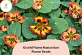 50 Orchid Flame Nasturtium Seeds - Red & Yellow Blooms, Easy Annual Flower