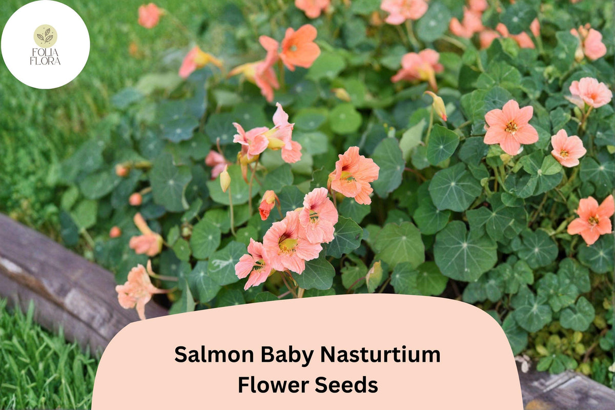 50 Salmon Baby Nasturtium Seeds | Tropaeolum majus | Soft Salmon-Pink Blooms