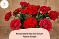 Dark Red Geranium Seeds - Presto Zonal Variety, 25 Seeds for Planting
