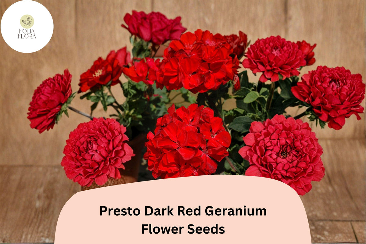 Dark Red Geranium Seeds - Presto Zonal Variety, 25 Seeds for Planting