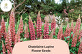 25 Chatelaine Lupine Seeds - Pink & White Perennial Flower for Garden Borders