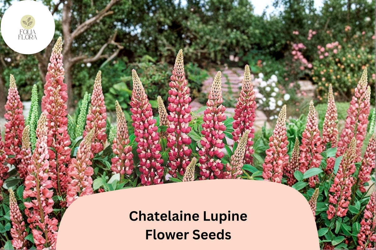 25 Chatelaine Lupine Seeds - Pink & White Perennial Flower for Garden Borders