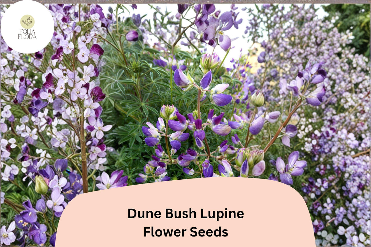 25 Dune Bush Lupine Seeds - Lupinus chamissonis Purple Blooms Coastal Native Perennial