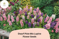 25 Dwarf Pixie Mix Lupine Seeds – Lupinus nanus Compact Mixed Colors