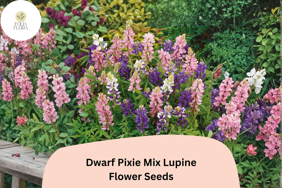 25 Dwarf Pixie Mix Lupine Seeds – Lupinus nanus Compact Mixed Colors