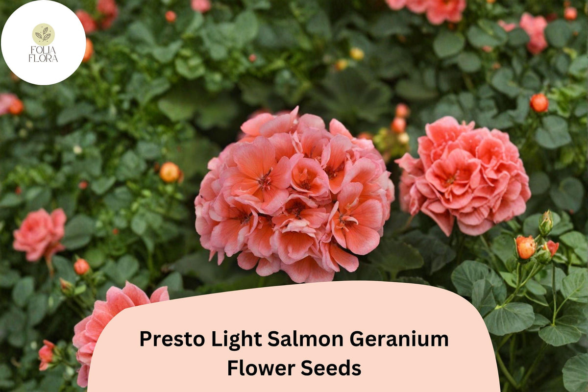 25 Presto Light Salmon Geranium Seeds | Zonal Geranium