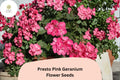 25 Presto Pink Geranium Seeds - Zonal Geranium Garden Flower