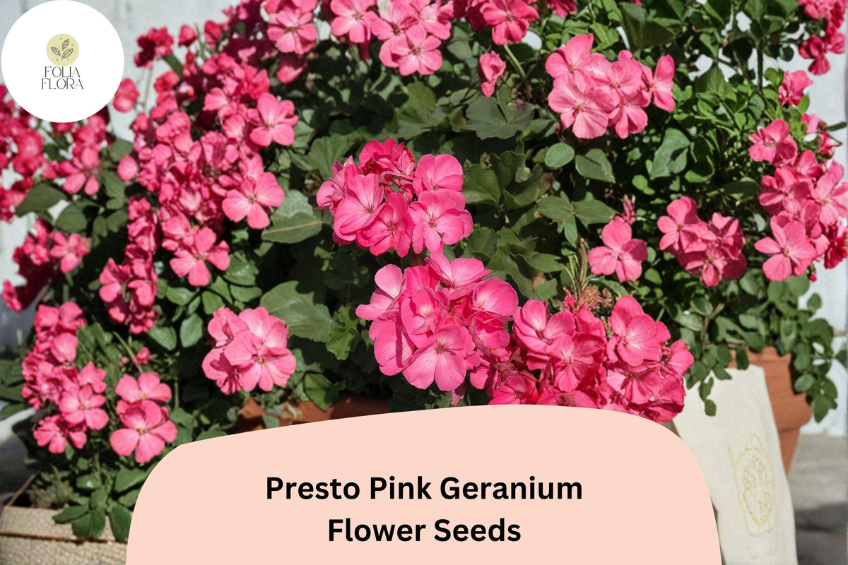 25 Presto Pink Geranium Seeds - Zonal Geranium Garden Flower