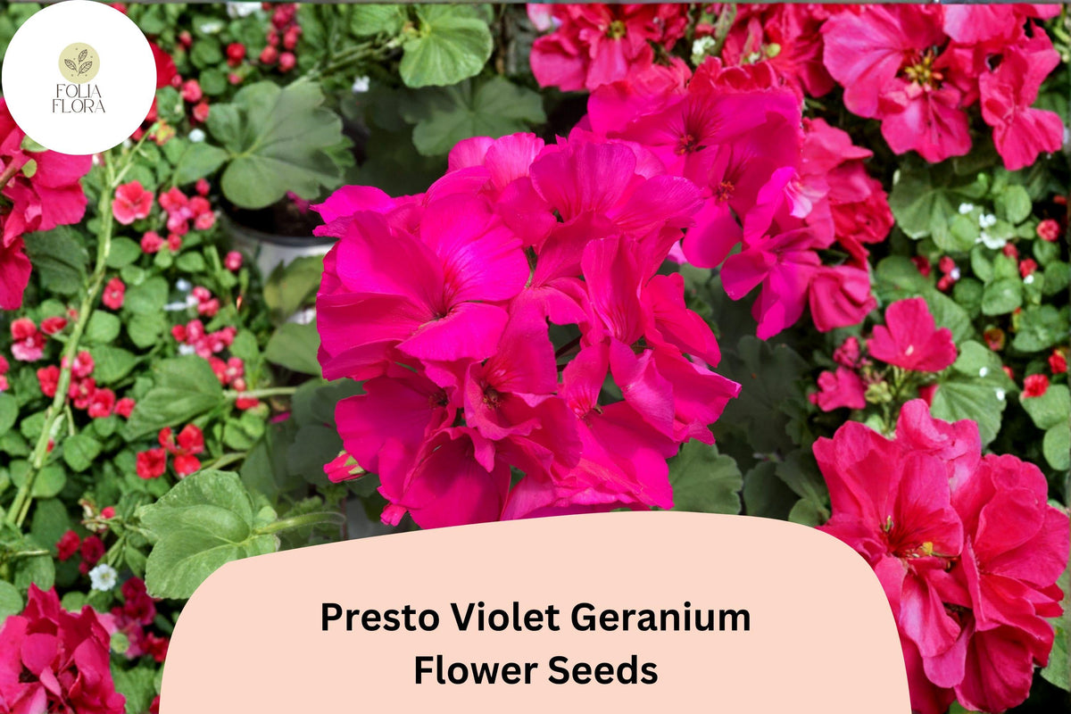 25 Presto Violet Geranium Seeds – Compact Zonal Geranium for Containers & Beds