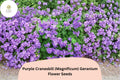 25 Purple Cranesbill Geranium Seeds - Magnificum Hardy Perennial