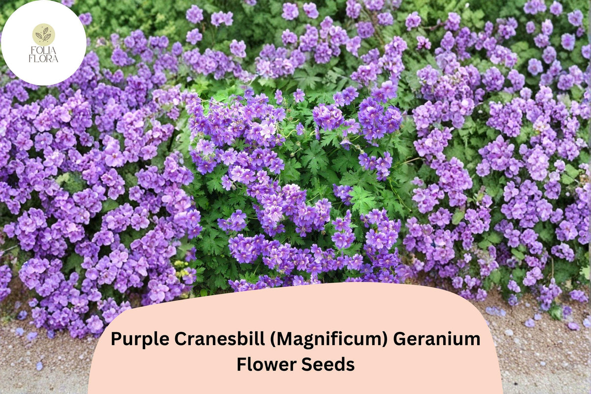 25 Purple Cranesbill Geranium Seeds - Magnificum Hardy Perennial