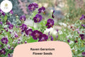 25 Raven Geranium Seeds - Deep Purple Perennial for Pollinator Gardens