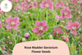 25 Rose Madder Geranium Seeds – Pink Cranesbill for Garden