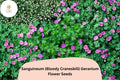 25 Bloody Cranesbill Seeds - Sanguineum Geranium Purple Perennial