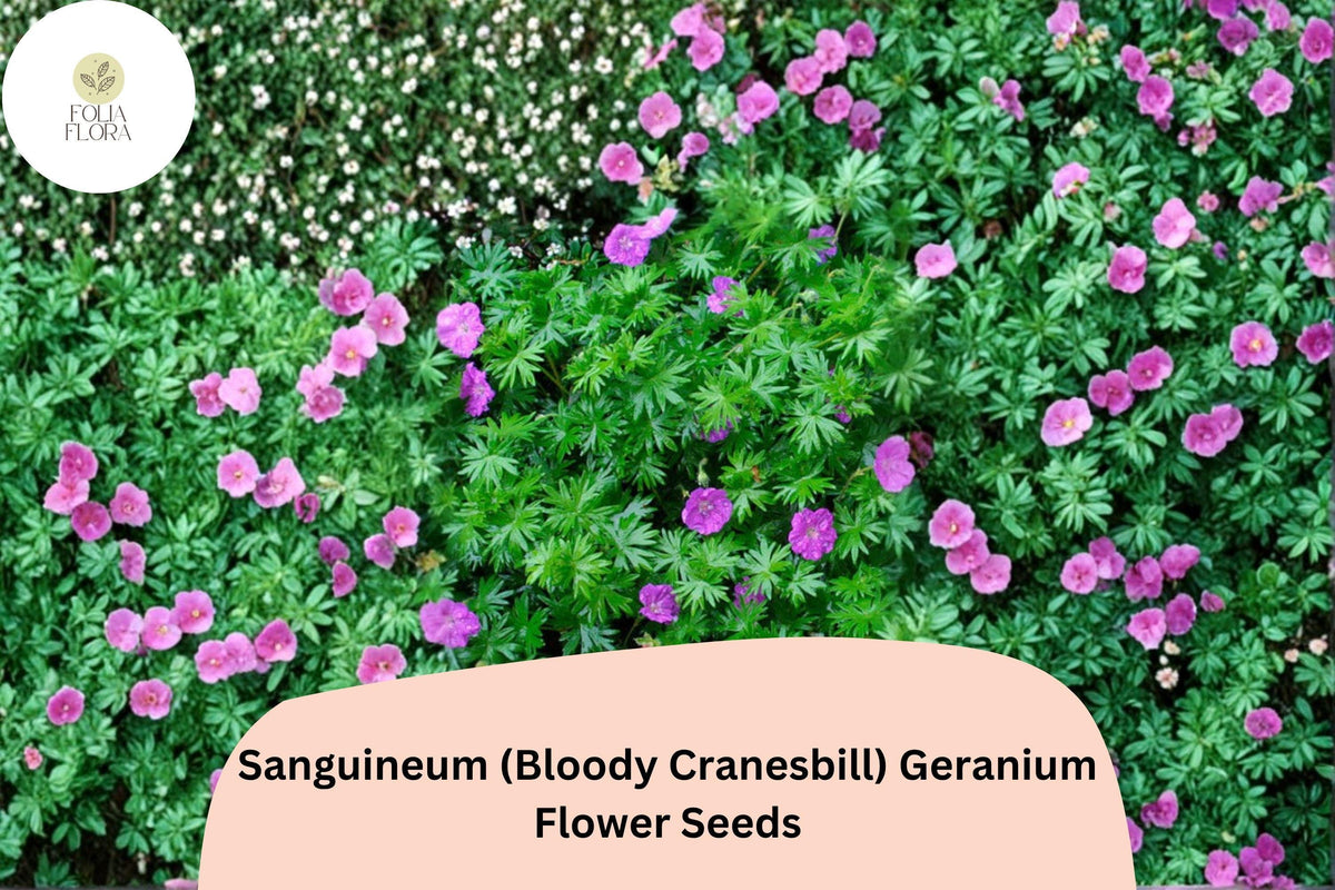 25 Bloody Cranesbill Seeds - Sanguineum Geranium Purple Perennial