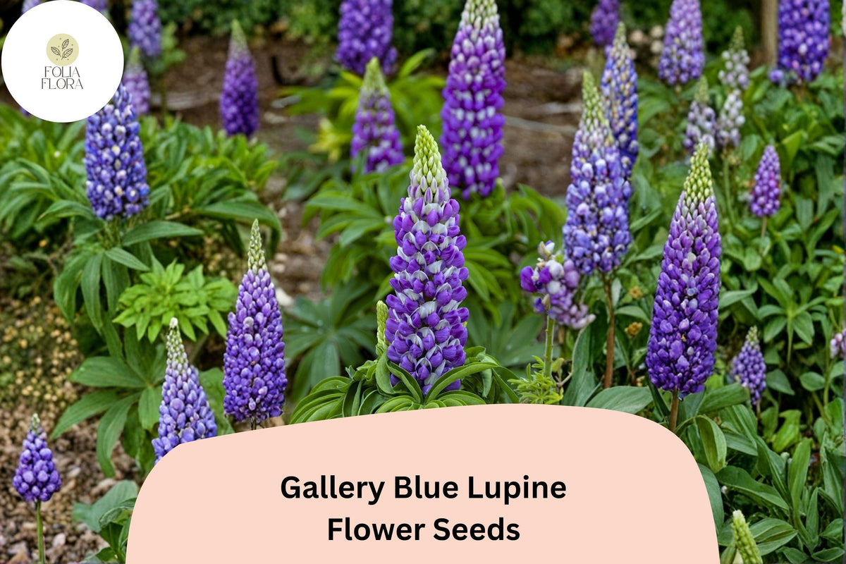 25 Gallery Blue Lupine Seeds – Lupinus polyphyllus Purple Spikes