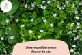 25 Silverwood Geranium Seeds - White Perennial Cranesbill for Garden Borders