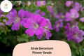 25 Sirak Geranium Seeds - Purple Cranesbill Hardy Perennial