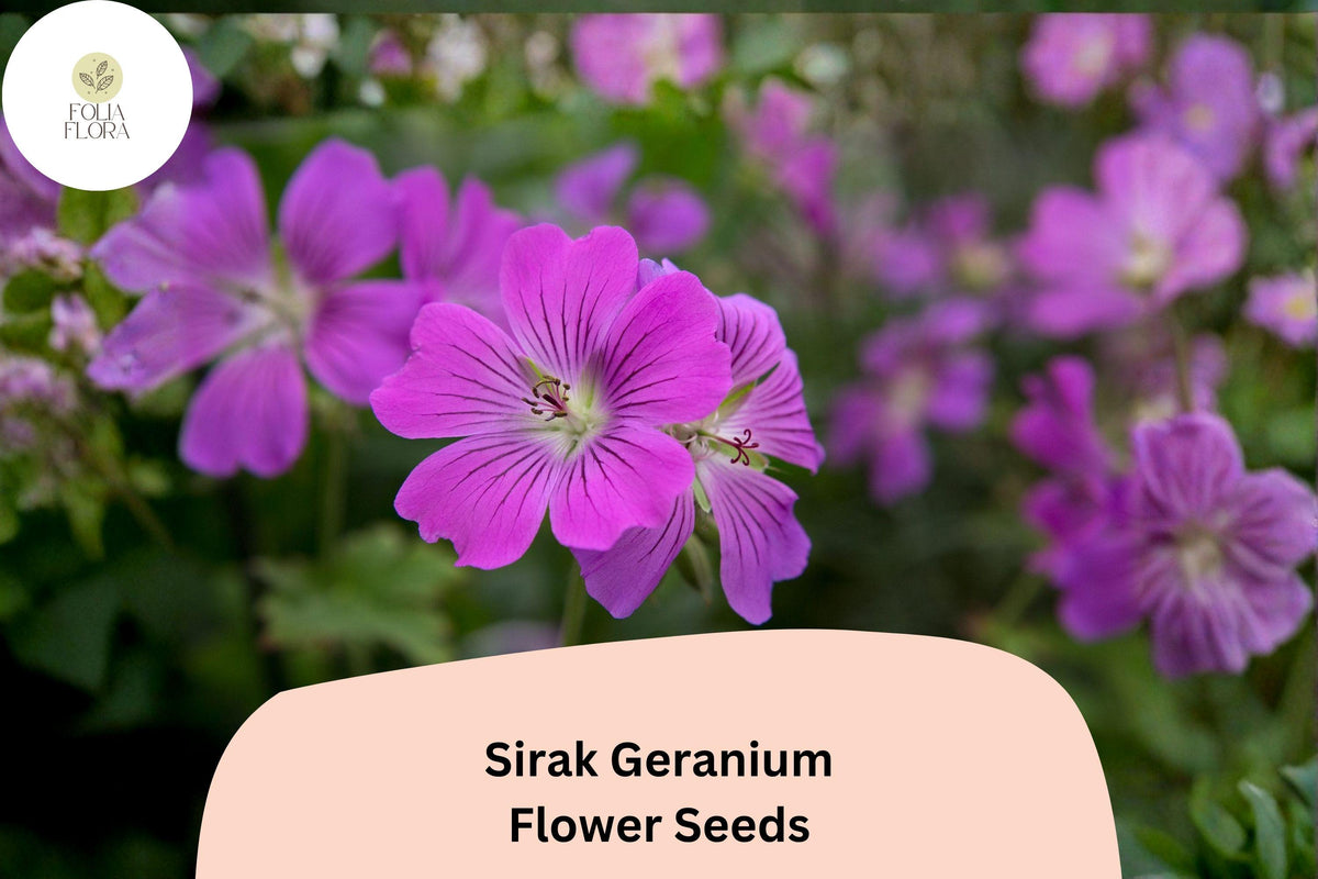 25 Sirak Geranium Seeds - Purple Cranesbill Hardy Perennial