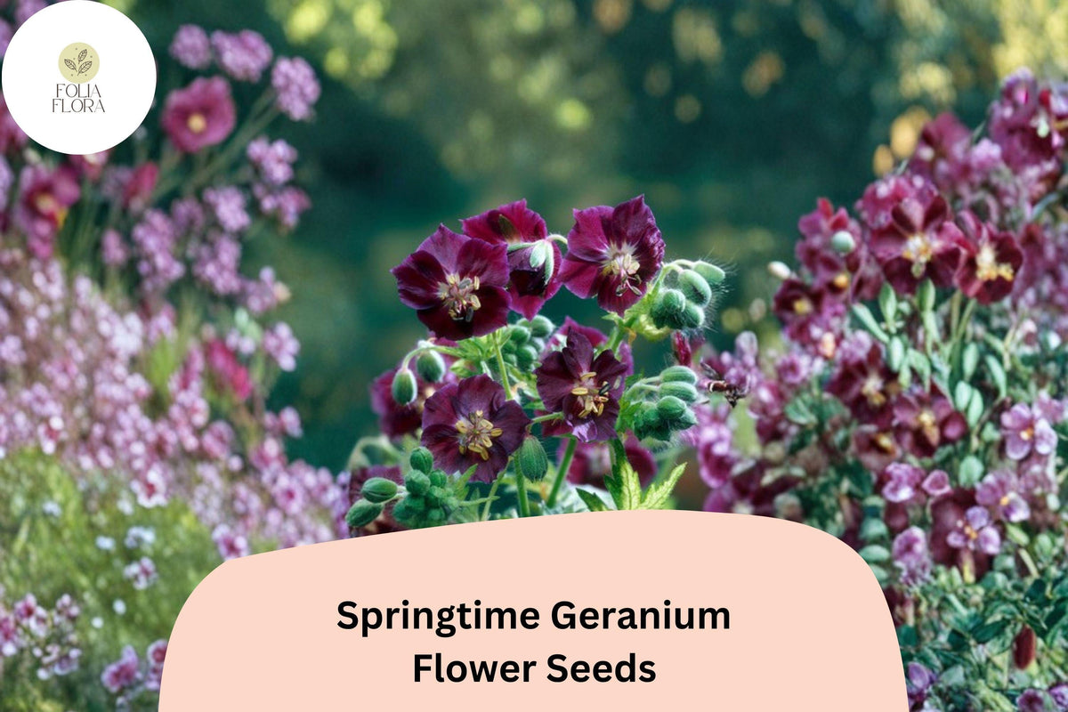 Springtime Geranium Seeds – Hardy Purple Cranesbill for Pollinator Gardens (25 Seeds)