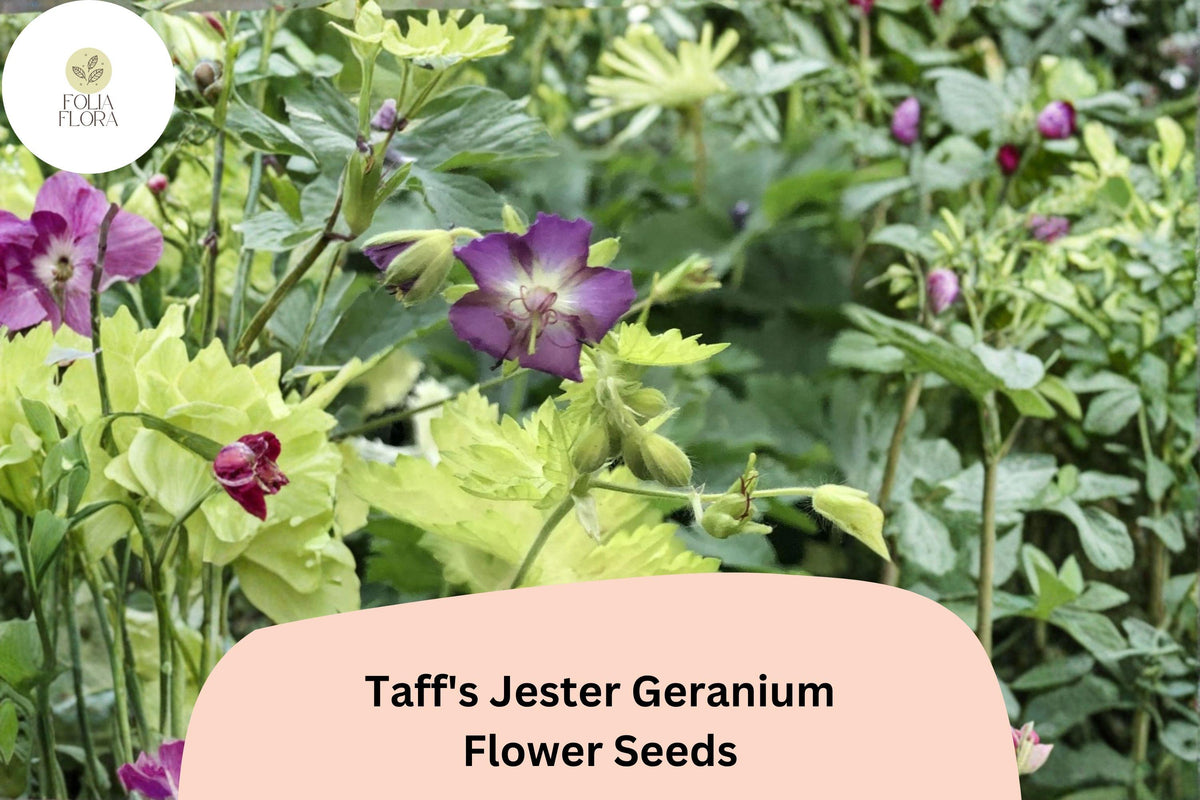 Taff's Jester Geranium Seeds – 25 Hardy Purple Cranesbill Seeds for Planting