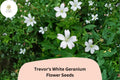 Trevor's White Geranium Seeds – 25 Hardy Perennial Cranesbill Seeds