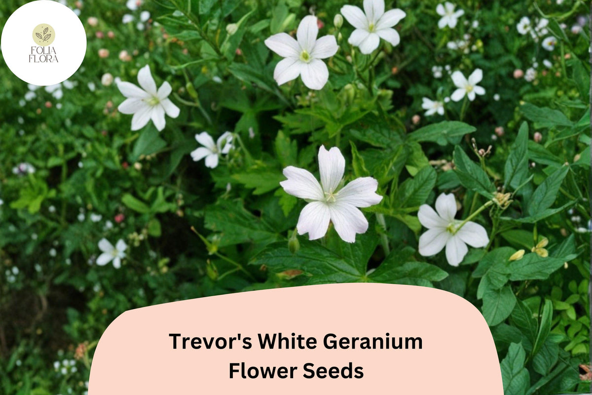 Trevor's White Geranium Seeds – 25 Hardy Perennial Cranesbill Seeds
