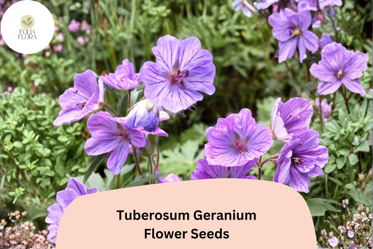 25 Tuberosum Geranium Seeds | Hardy Purple Cranesbill