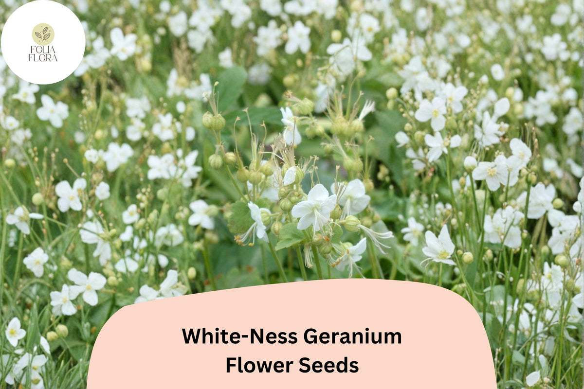 25 White-Ness Geranium Seeds – Hardy Perennial Cranesbill with White Blooms