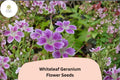 25 Whiteleaf Geranium Seeds – Purple Cranesbill Perennial Hardy Garden Flower