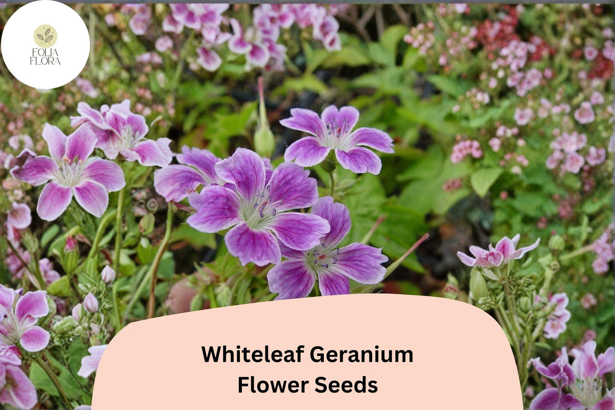 25 Whiteleaf Geranium Seeds – Purple Cranesbill Perennial Hardy Garden Flower