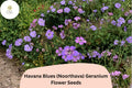 25 Havana Blues Geranium Seeds - Purple-Blue Hardy Perennial Flower