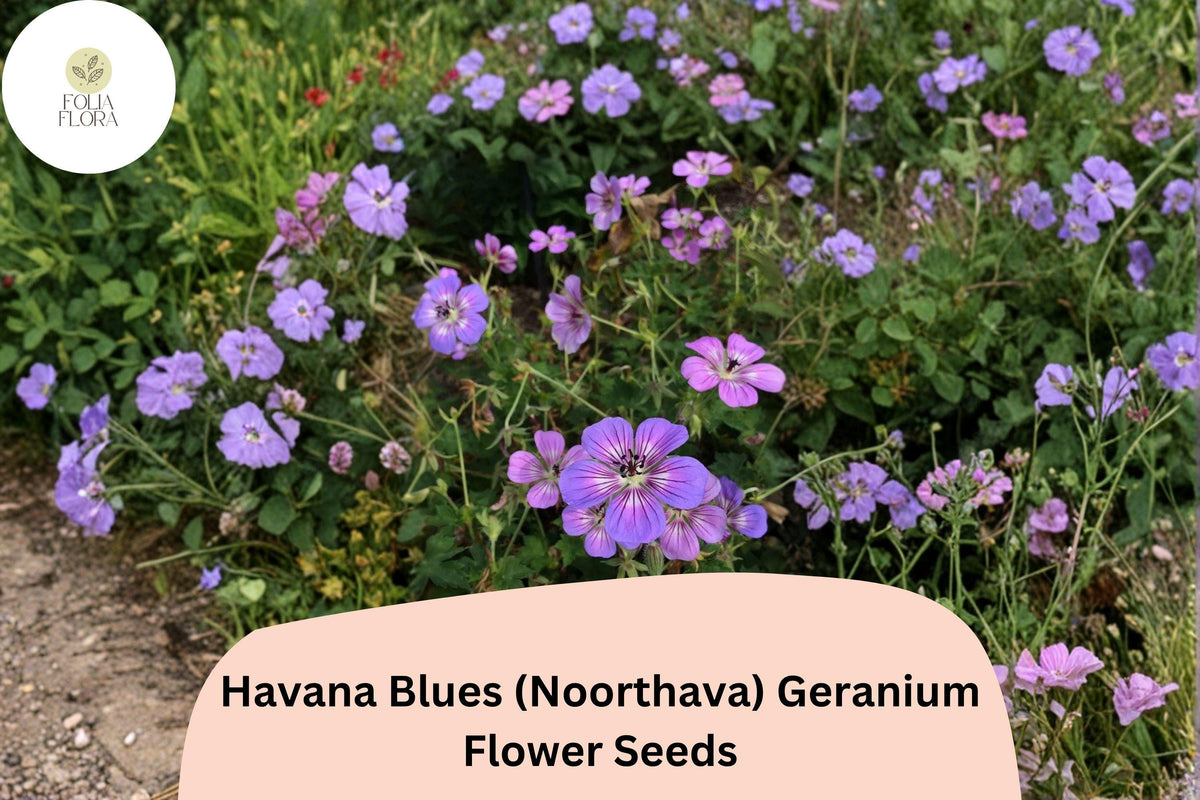 25 Havana Blues Geranium Seeds - Purple-Blue Hardy Perennial Flower