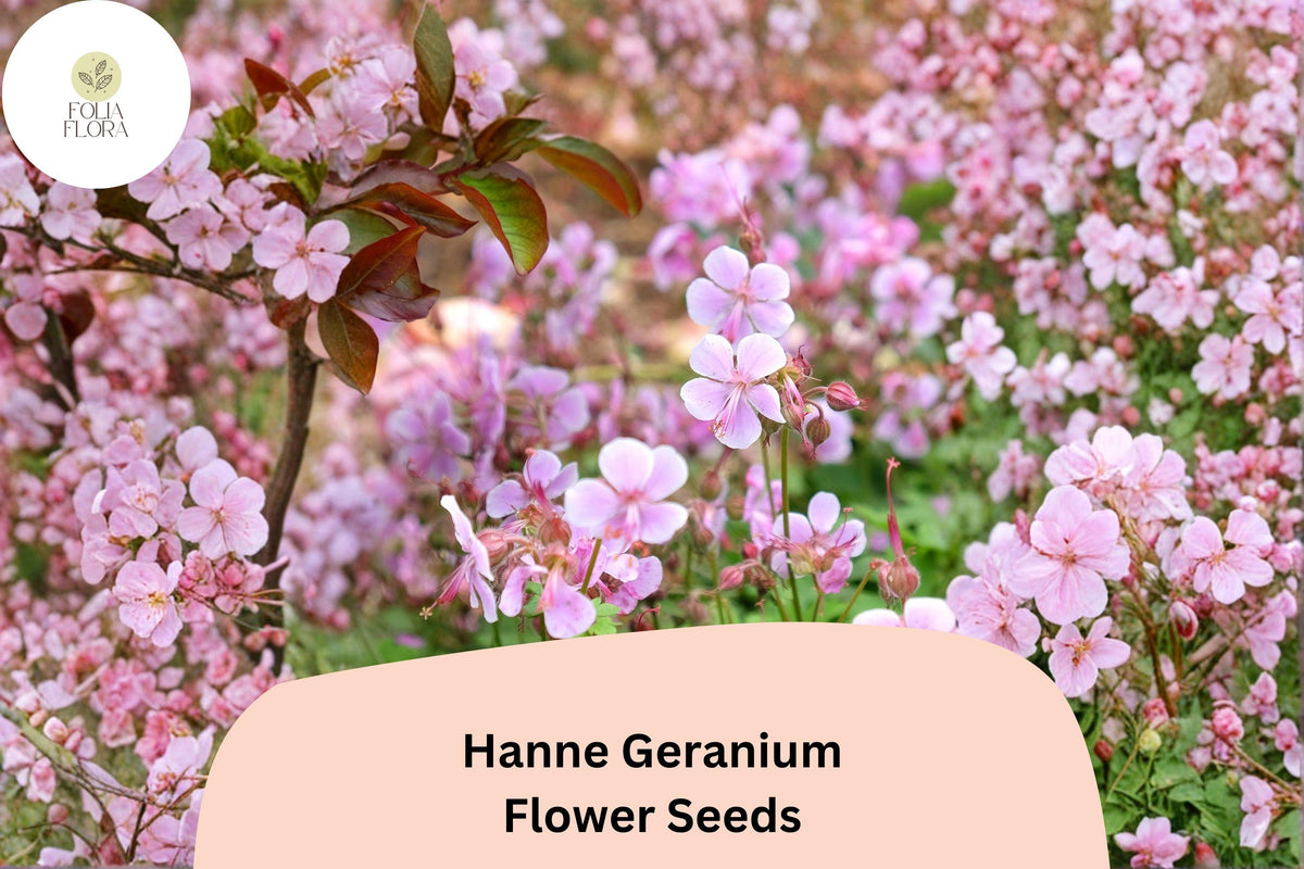 25 Hanne Geranium Seeds - Pink Zonal Pelargonium Garden Flower