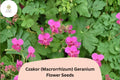 25 Czakor Geranium Seeds | Geranium macrorrhizum | Pink Hardy Perennial Ground Cover